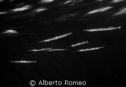 UFO ?  NO THEY ARE GARFISHES HUNTING !
Nikon Coopix 5000... by Alberto Romeo 